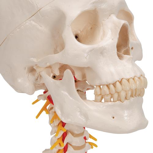 Cráneo clásico sobre columna cervical, 4 partes, 1020160 [A20/1], Modelos de vértebras