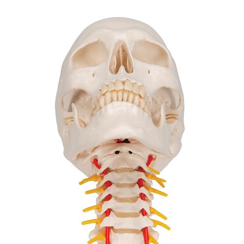 Cráneo clásico sobre columna cervical, 4 partes, 1020160 [A20/1], Modelos de vértebras