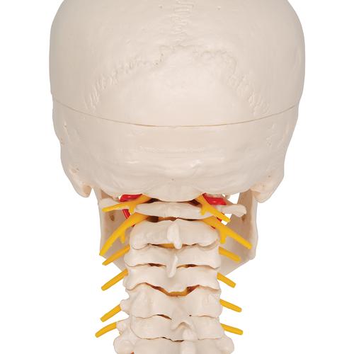 Cráneo clásico sobre columna cervical, 4 partes, 1020160 [A20/1], Modelos de Columna vertebral