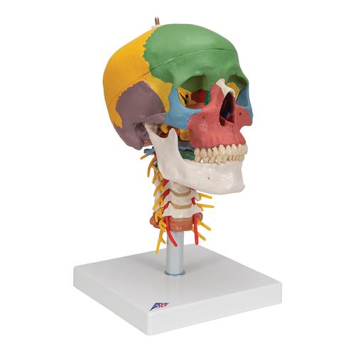 Didactic Human Skull Model on Cervical Spine, 4 part, 1020161 [A20/2], Human Skull Models