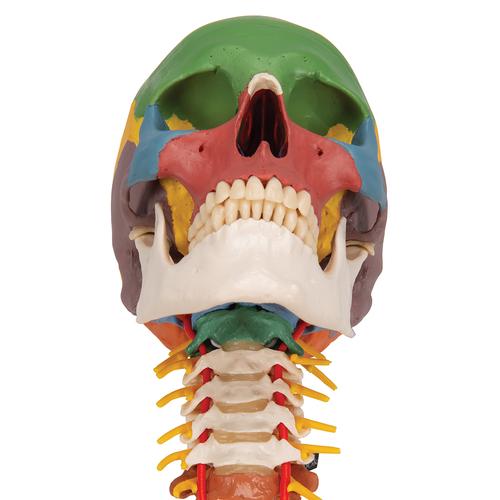 Cráneo clásico didáctico con columna cervical, 4 partes, 1020161 [A20/2], Modelos de Cráneos Humanos