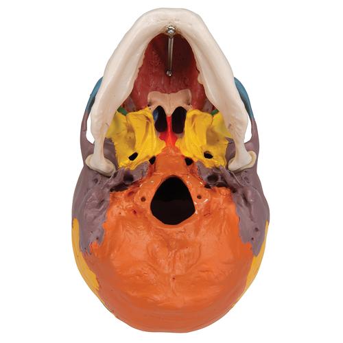 Cráneo clásico didáctico con columna cervical, 4 partes, 1020161 [A20/2], Modelos de Cráneos Humanos