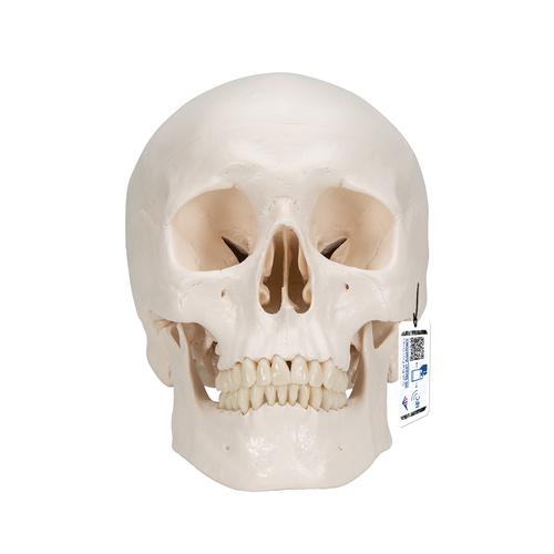 Classic Human Skull Model with Brain, 8-parts, 1020162 [A20/9], Human Skull Models