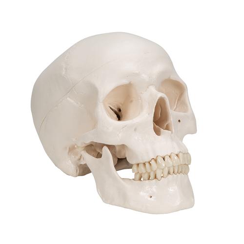 Classic Human Skull Model with Brain, 8-parts, 1020162 [A20/9], Human Skull Models