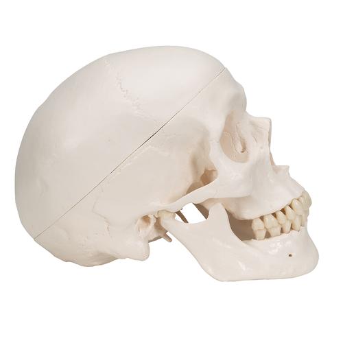 Classic Human Skull Model with Brain, 8-parts, 1020162 [A20/9], Human Skull Models