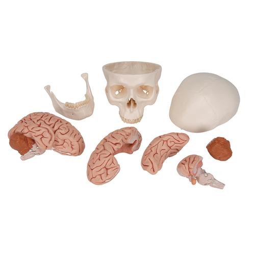 Classic Human Skull Model with Brain, 8-parts, 1020162 [A20/9], Human Skull Models