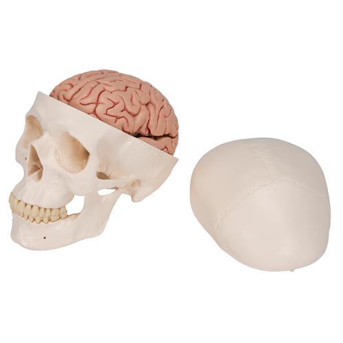 Classic Human Skull Model with Brain, 8-parts, 1020162 [A20/9], Human Skull Models