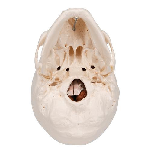 Classic Human Skull Model with Brain, 8-parts, 1020162 [A20/9], Human Skull Models