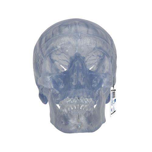 Transparent Classic Human Skull Model, 3 part, 1020164 [A20/T], Human Skull Models