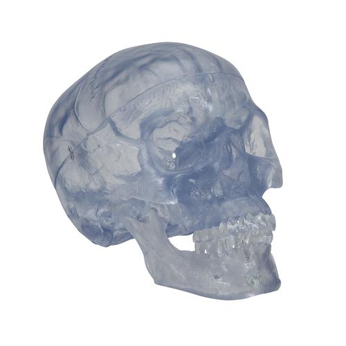 Transparent Classic Human Skull Model, 3 part, 1020164 [A20/T], Human Skull Models