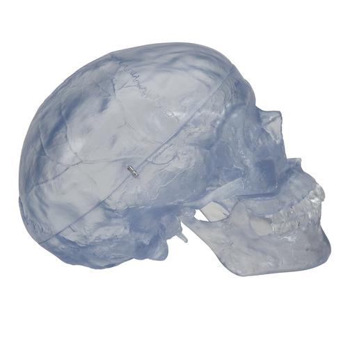 Transparent Classic Human Skull Model, 3 part, 1020164 [A20/T], Human Skull Models