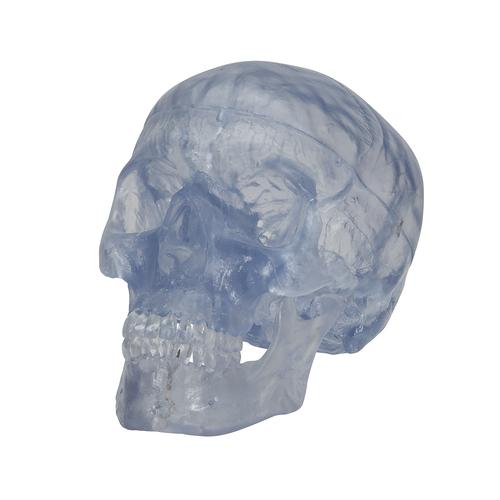 Transparent Classic Human Skull Model, 3 part, 1020164 [A20/T], Human Skull Models