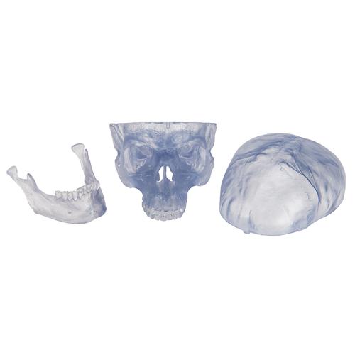 Transparent Classic Human Skull Model, 3 part, 1020164 [A20/T], Human Skull Models