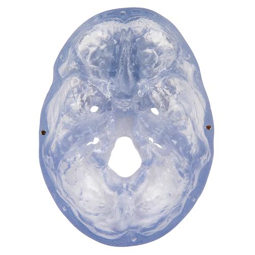 Transparent Classic Human Skull Model, 3 part, 1020164 [A20/T], Human Skull Models