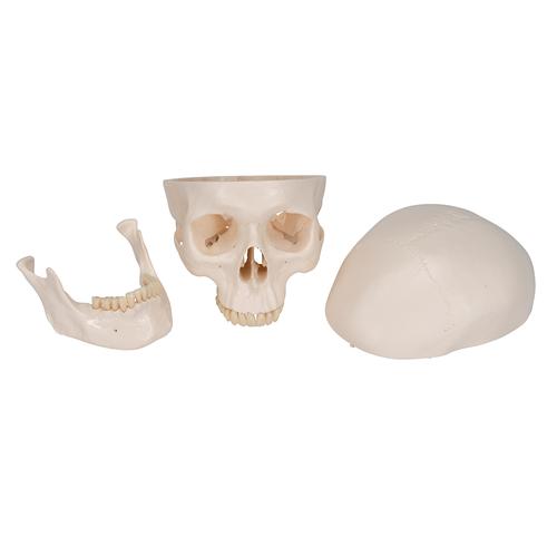 Classic Human Skull Model, 3 part, 1020159 [A20], Human Skull Models