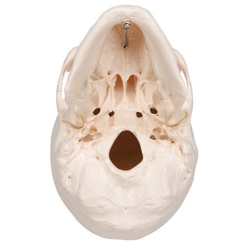 Classic Human Skull Model, 3 part, 1020159 [A20], Human Skull Models