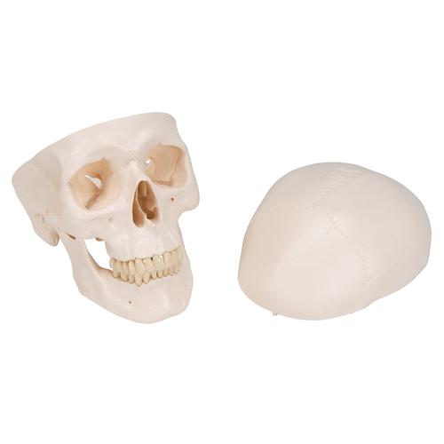 Scheletro umano banner anatomico medico 3d ossa realistiche degli arti o  del tronco del cranio con colonna vertebrale e costole vista frontale del  sistema scheletrico modello educativo scientifico dettagliato vettoriale