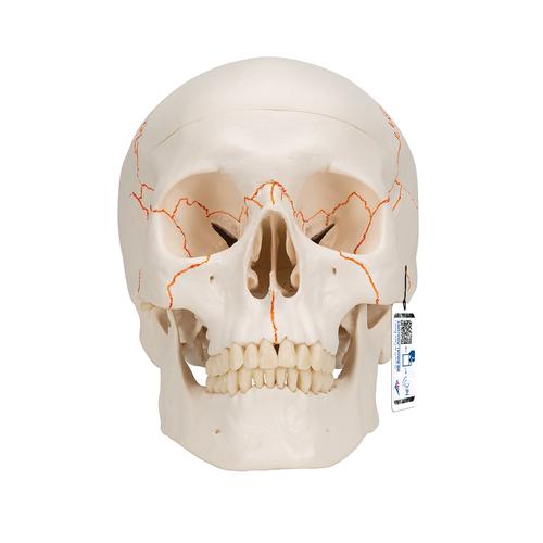 Human Classic Skull Model, 3 part, 1020165 [A21], Human Skull Models