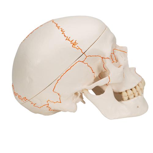 숫자 기재된 두개골 모형, 3파트 분리형  Human Classic Skull Model, 3 part, 1020165 [A21], 두개골 모형