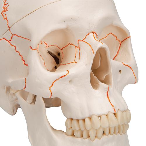 Human Classic Skull Model, 3 part, 1020165 [A21], Human Skull Models