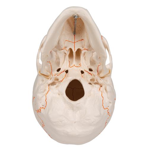 Human Classic Skull Model, 3 part, 1020165 [A21], Human Skull Models