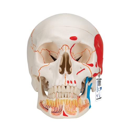 Cranio, modello classico, con mandibola aperta, dipinto, 1020167 [A22/1], Modelli di Cranio