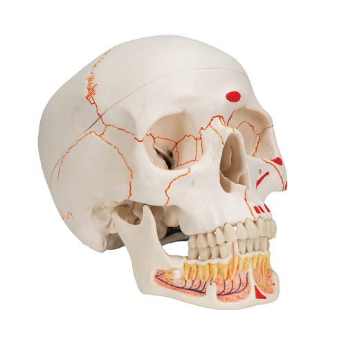 Classic Human Skull Model painted, with Opened Lower Jaw, 3 part, 1020167 [A22/1], Human Skull Models