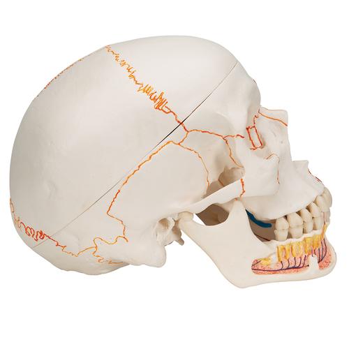 Classic Human Skull Model painted, with Opened Lower Jaw, 3 part, 1020167 [A22/1], Human Skull Models