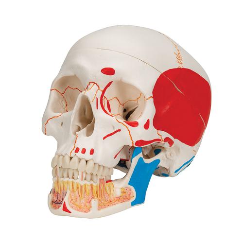 Classic Human Skull Model painted, with Opened Lower Jaw, 3 part, 1020167 [A22/1], Human Skull Models