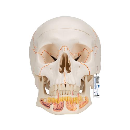 Classic Human Skull Model with Opened Lower Jaw, 3 part, 1020166 [A22], Human Skull Models