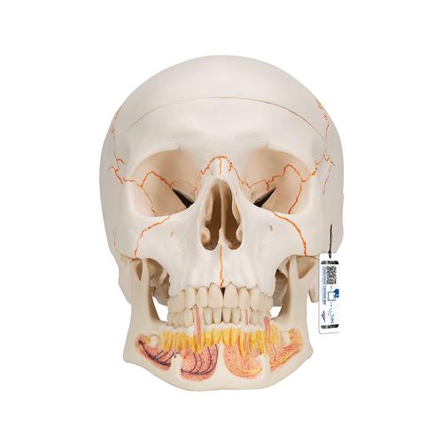 Модель черепа человека, с открытой нижней челюстью, 3 части - 3B Smart Anatomy, 1020166 [A22], Модели черепа человека