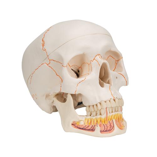 Classic Human Skull Model with Opened Lower Jaw, 3 part, 1020166 [A22], Human Skull Models