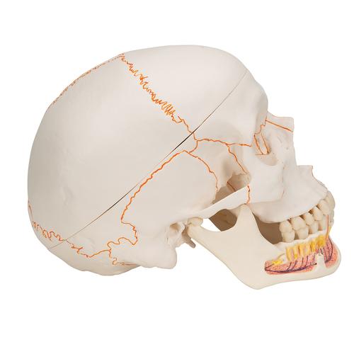 Classic Human Skull Model with Opened Lower Jaw, 3 part, 1020166 [A22], Human Skull Models