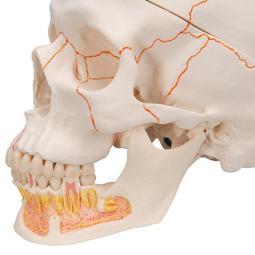 Модель черепа человека, с открытой нижней челюстью, 3 части - 3B Smart Anatomy, 1020166 [A22], Модели черепа человека
