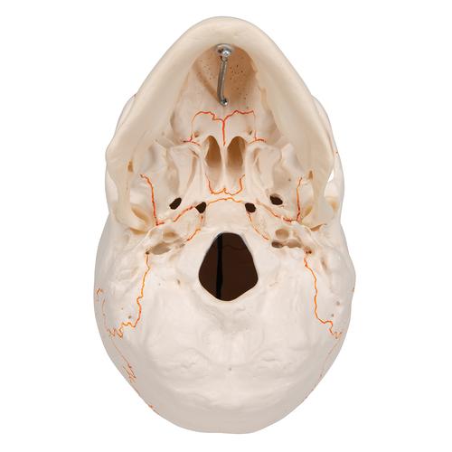 Classic Human Skull Model with Opened Lower Jaw, 3 part, 1020166 [A22], Human Skull Models