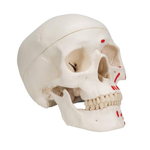 Classic Human Skull Model painted, 3 part, 1020168 [A23], Human Skull Models