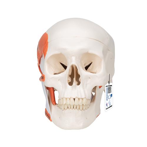 TMJ Human Skull Model, Demonstrates Functions of Masticator Muscles, 2 part, 1020169 [A24], Human Skull Models