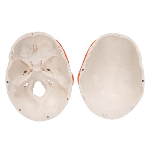 TMJ Human Skull Model, Demonstrates Functions of Masticator Muscles, 2 part, 1020169 [A24], Human Skull Models