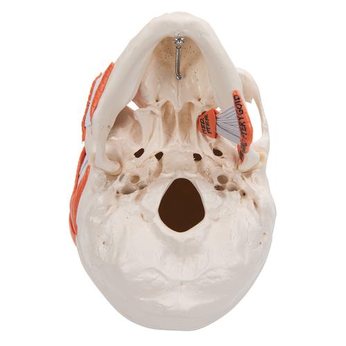 Cráneo funcional con musculatura para la masticación, 2 partes, 1020169 [A24], Modelos de Cráneos Humanos