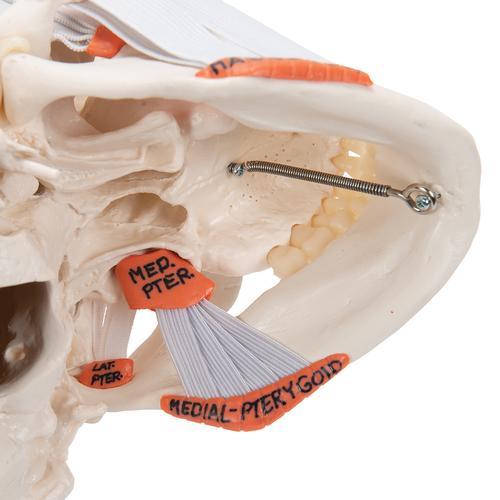 TMJ Human Skull Model, Demonstrates Functions of Masticator Muscles, 2 part, 1020169 [A24], Human Skull Models