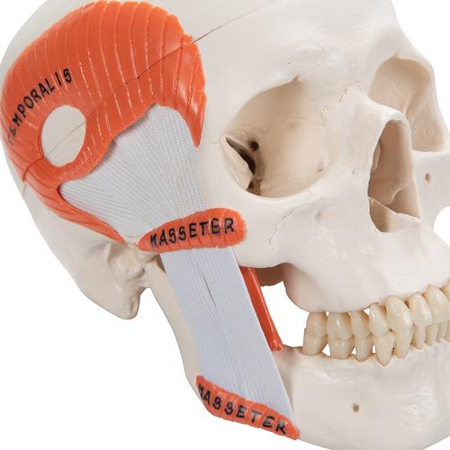 TMJ Human Skull Model, Demonstrates Functions of Masticator Muscles, 2 part, 1020169 [A24], Human Skull Models