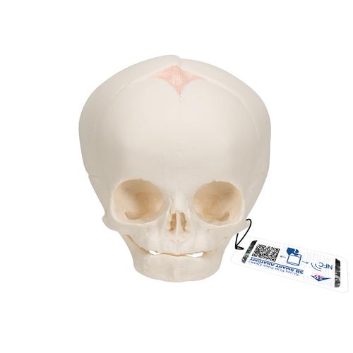 임신 30주째 태아 두개골 모형 Foetal Skull Model, natural cast, 30th week of pregnancy, 1000057 [A25], 두개골 모형