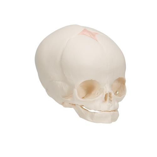 Foetal Skull Model, Natural Cast, 30th Week of Pregnancy, 1000057 [A25], Human Skull Models