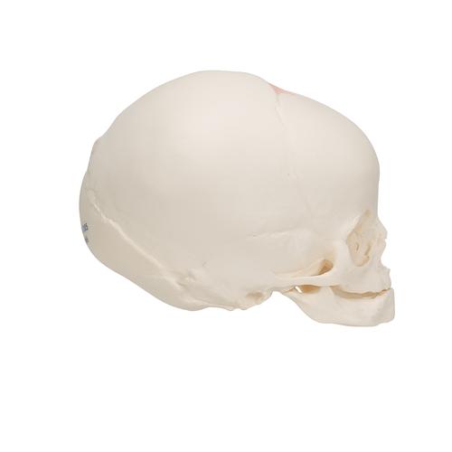 Foetal Skull Model, Natural Cast, 30th Week of Pregnancy, 1000057 [A25], Human Skull Models