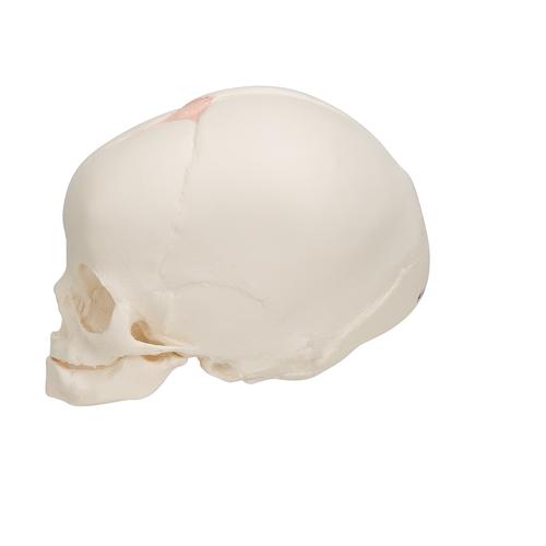 Foetal Skull Model, Natural Cast, 30th Week of Pregnancy, 1000057 [A25], Human Skull Models