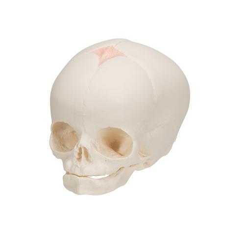 임신 30주째 태아 두개골 모형 Foetal Skull Model, natural cast, 30th week of pregnancy, 1000057 [A25], 두개골 모형