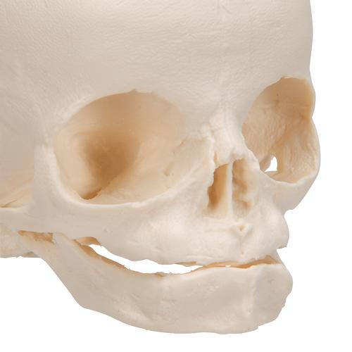 Foetal Skull Model, Natural Cast, 30th Week of Pregnancy, 1000057 [A25], Human Skull Models