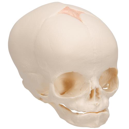 Foetal Skull Model, Natural Cast, 30th Week of Pregnancy, 1000057 [A25], Human Skull Models