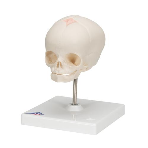 임신 30주째 태아 두개골(머리뼈)모형, 받침대포함  Foetal Skull Model, natural cast, 30th week of pregnancy, on stand, 1000058 [A26], 두개골 모형