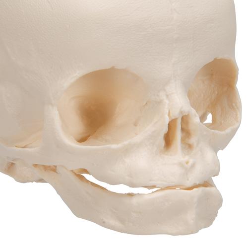 Foetal Skull Model, Natural Cast, 30th week of Pregnancy, on Stand, 1000058 [A26], Human Skull Models